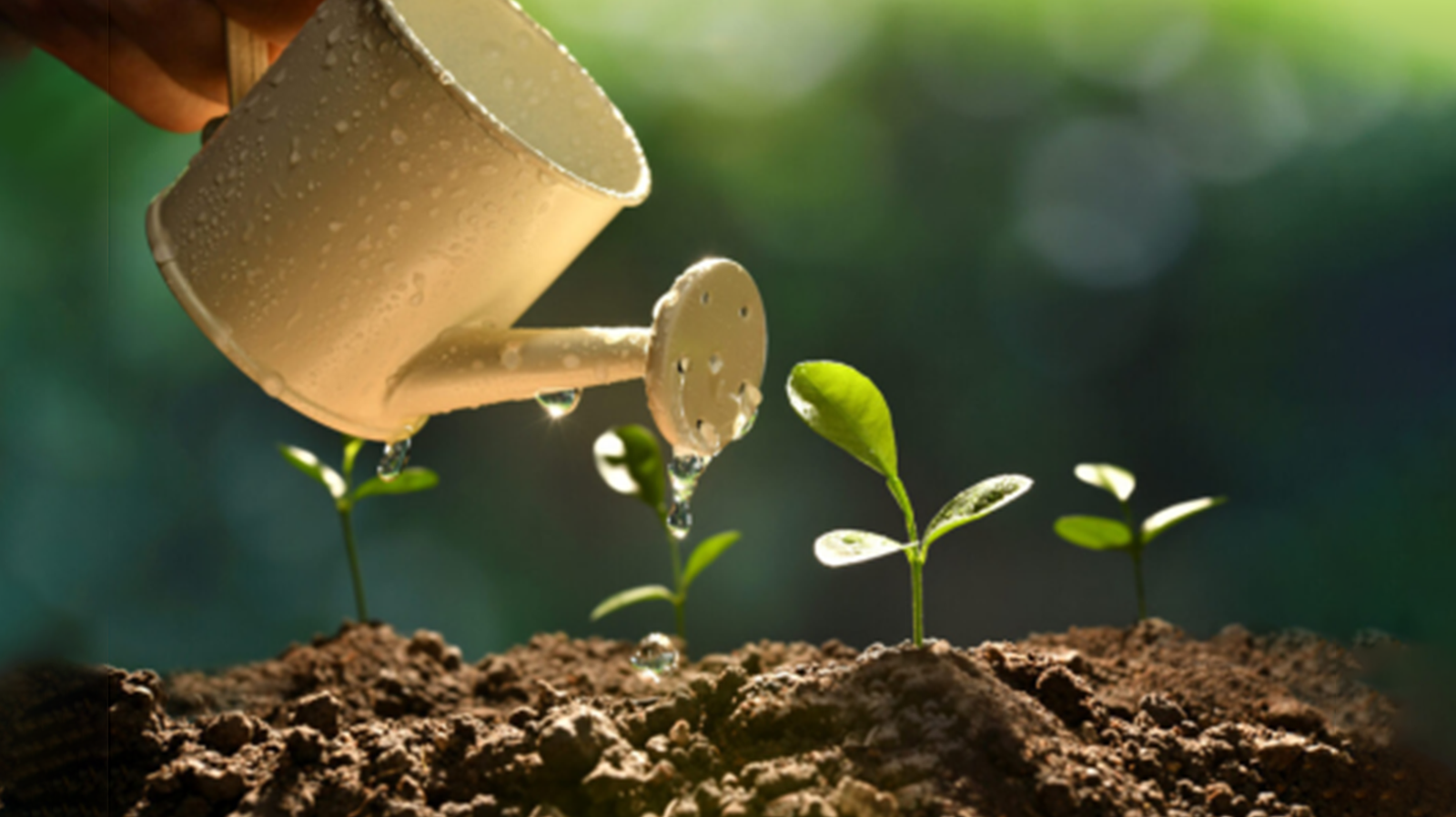 Biofortification: The Future of Sustainable Nutrition